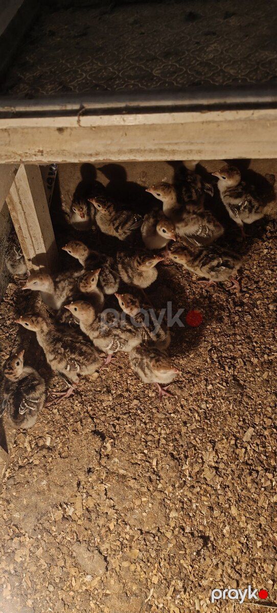 Hinduşka balaları — Quşlar, Bakı (3)