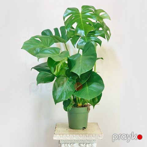 Monstera — Bakı