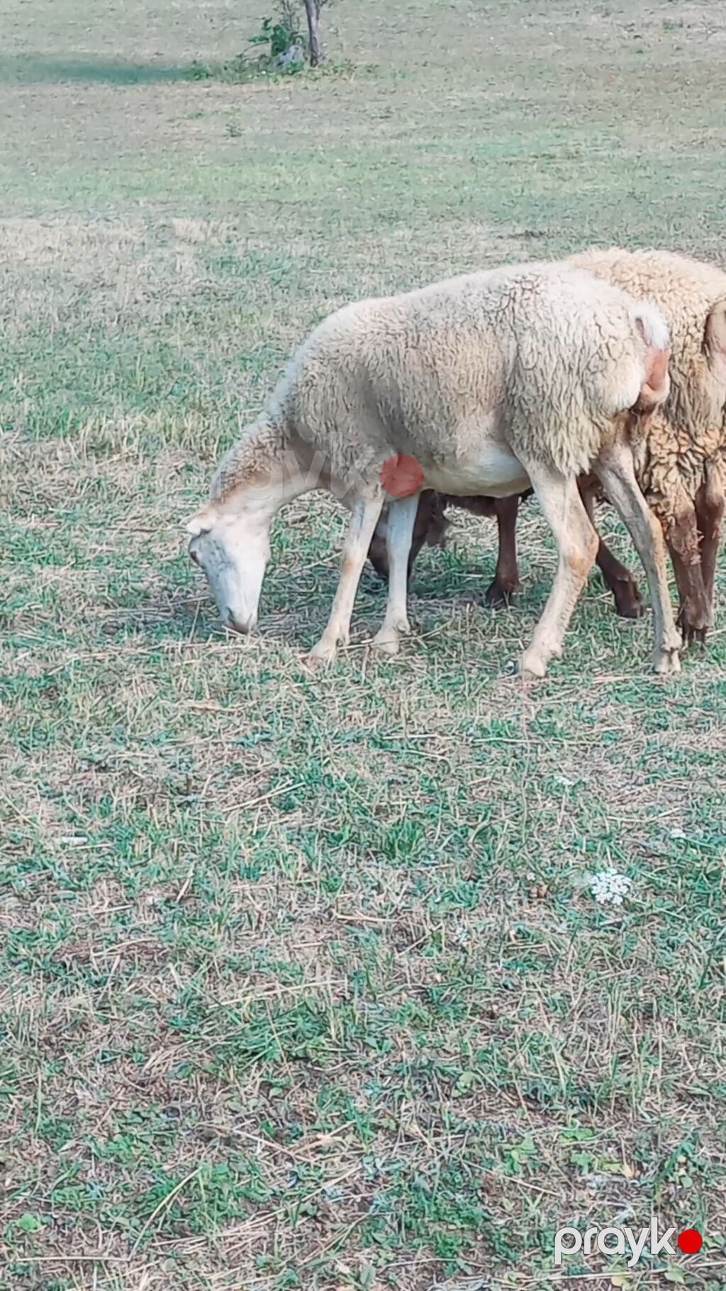 Dişi, il: 3, Damazlıq, Ünvandan götürmə — Kənd təsərrüfatı heyvanları, İsmayıllı (2)