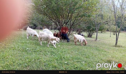 Məhsul: Keçilər sürüsü Təsvir: - Şəkillərdə müxtəlif rəng və tipdə — Bakı