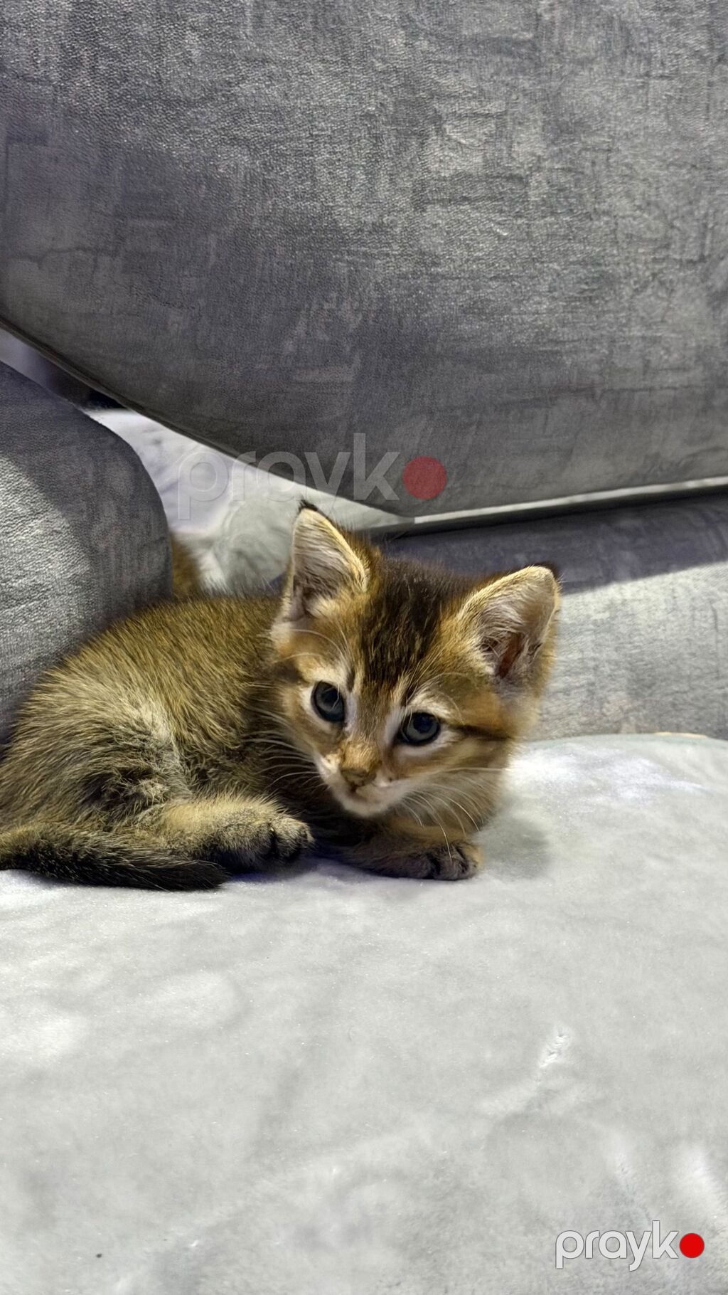Tabbi — Pişiklər, Bakı (5)