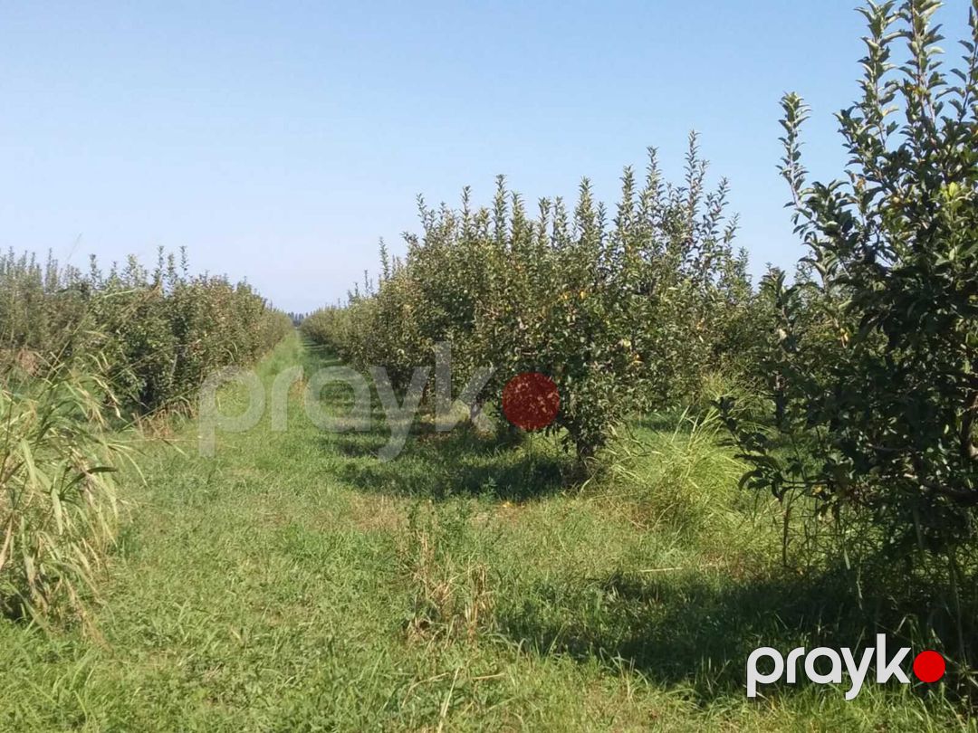 Satılır torpaq 440 sot — Torpaq, Xaçmaz (4)