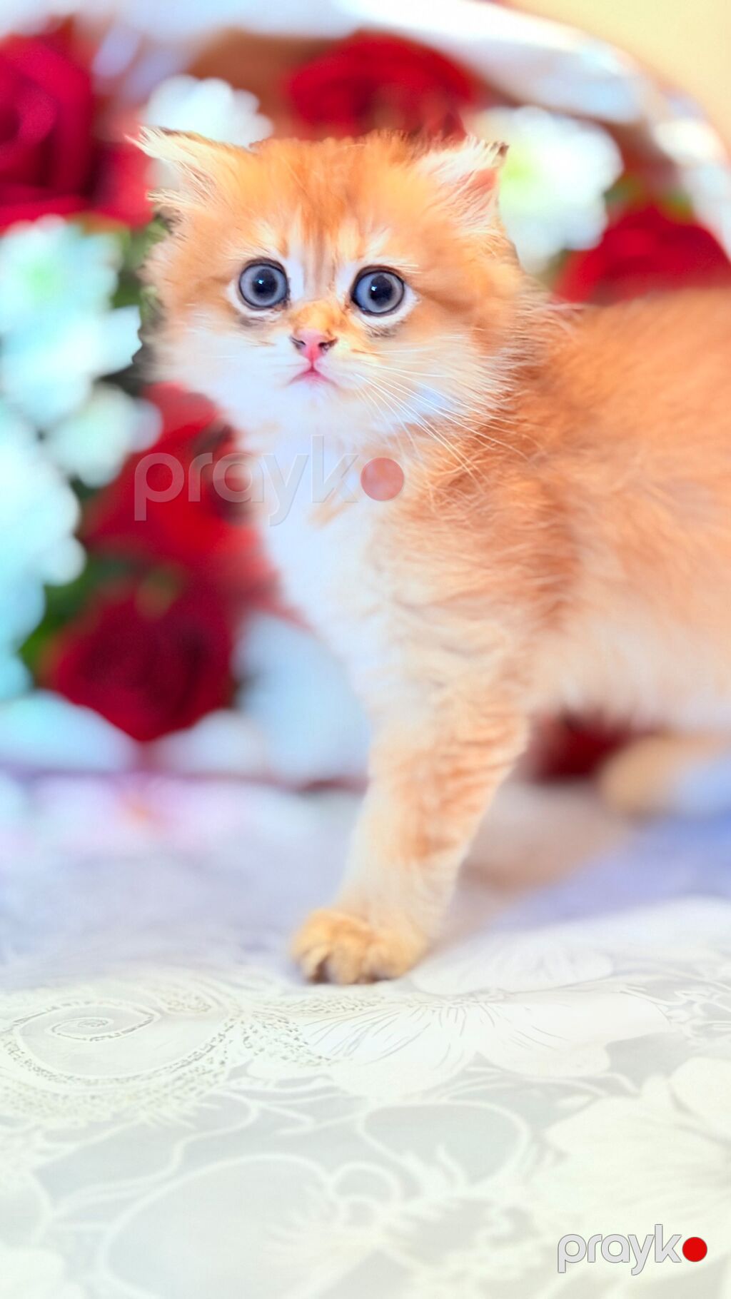 Dişi — Pişiklər, Bakı (2)