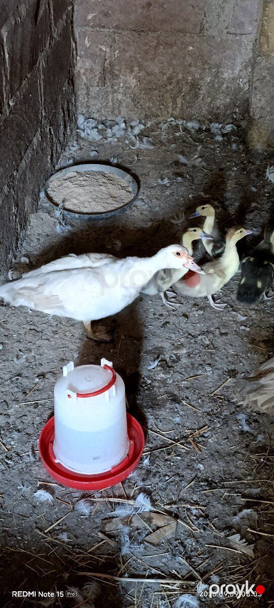 Ördək və balaları — Quşlar, Göygöl (2)