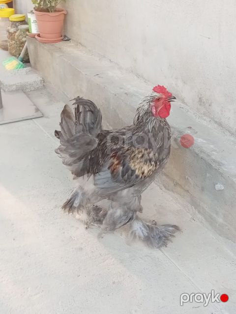 Qiymət 2 sinə 35 AZN — Bakı