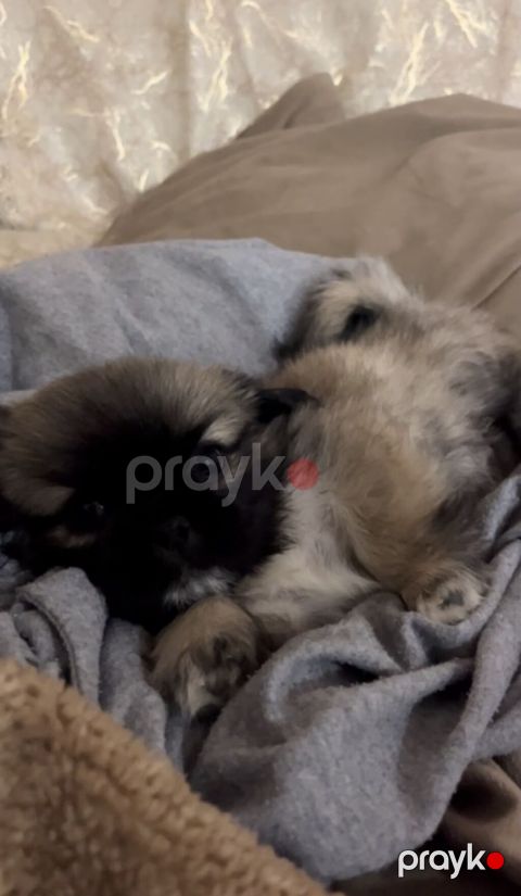 Pekines, 1 ay, Dişi — Xırdalan