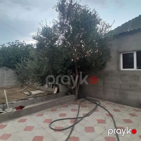 Salam buzovnada zeytun ağac satılır — Digah