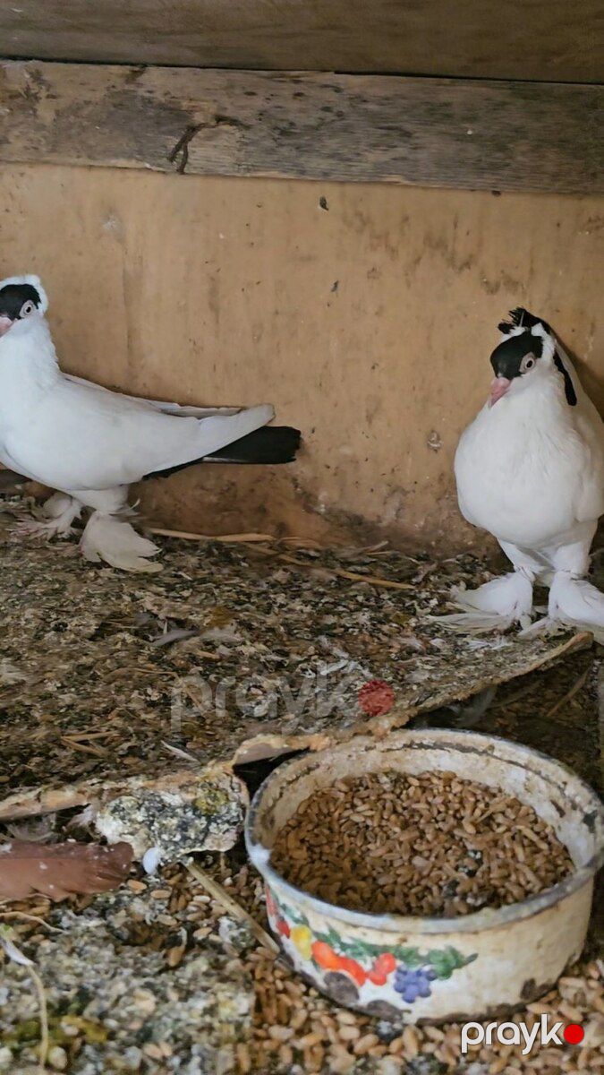 Göyərçinlər — Quşlar, Cəlilabad (2)