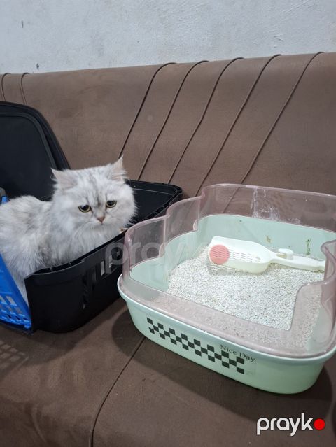 Pişik tualeti qabı və kürəkçə dəsti - Aşağıdan hündür kənarlı, geniş — Cəlilabad
