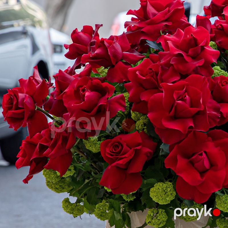 Holland Qızılgülləri - code:5069 — Bitkilər, Bakı (2)