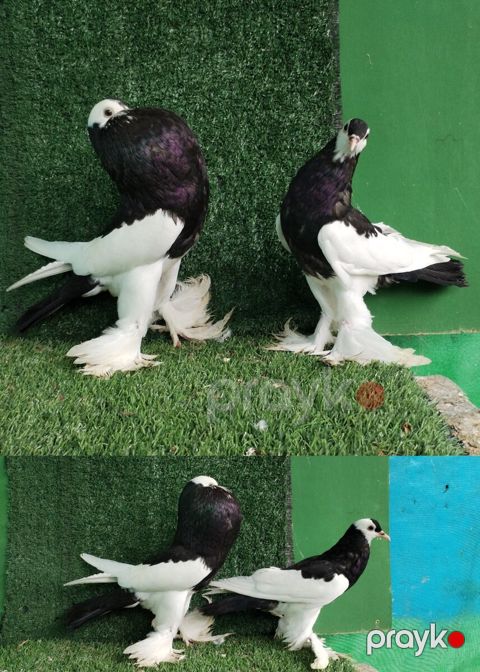 Göyərçinlər — Saatlı