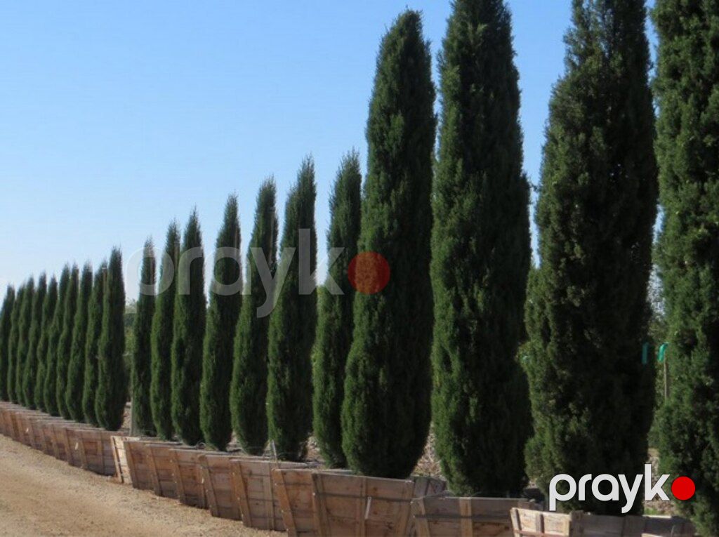 Şam ağacları — Bitkilər, Bakı (6)