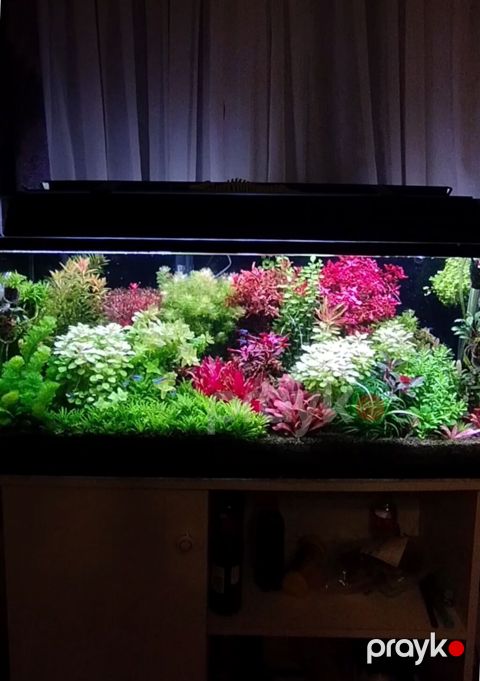Akvarium bitkiləri satılır qiymət 1 AZN dən başlayır — Qobustan
