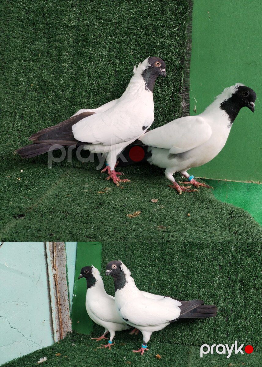 Göyərçinlər — Quşlar, Saatlı (10)