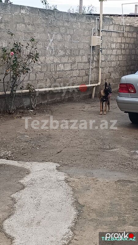 Belçika malinois afçarkası satıram 8 aylıqdır dişidir — Köpəklər, Bakı (3)