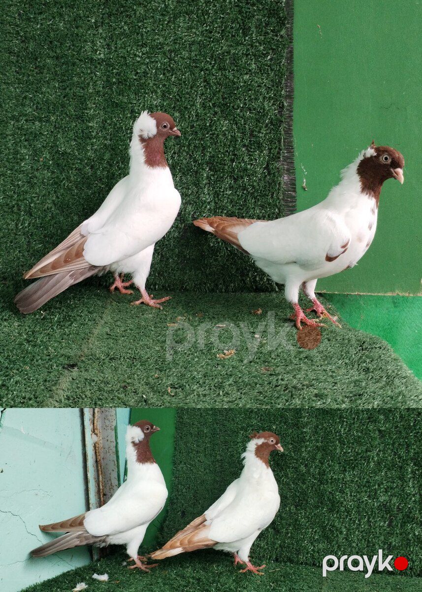 Göyərçinlər — Quşlar, Saatlı (11)