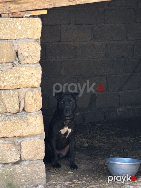 Qara rəngli it – sinəsində ağ ləkəli. Orta-böyük bədən quruluşu, güclü — Digah