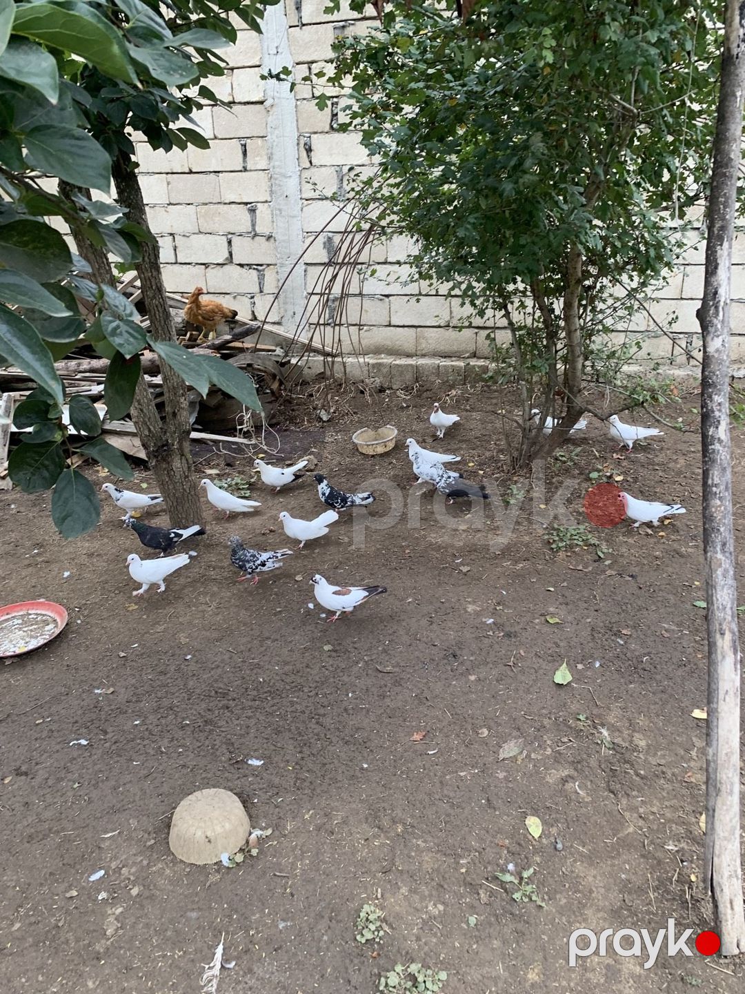 Göyərçinlər — Quşlar, Masallı (4)