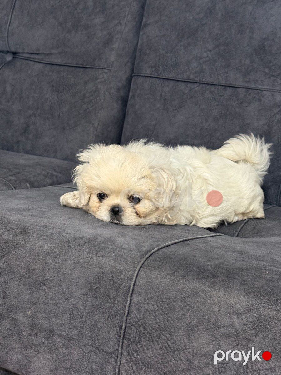 Pekines — Köpəklər, Bakı (6)
