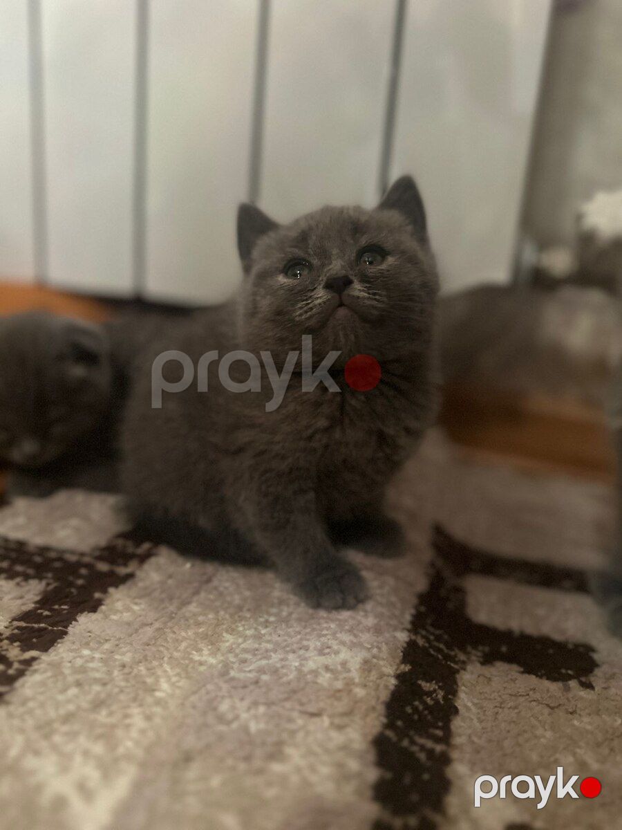 Şotland pişiyi balaları — Pişiklər, Bakı (7)