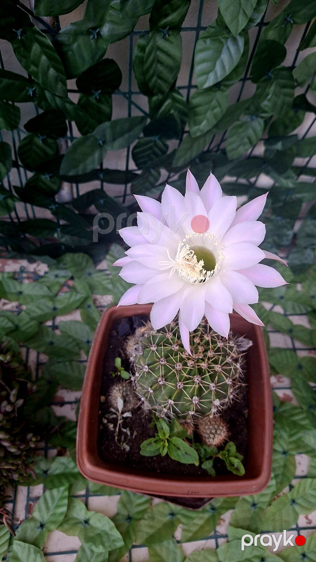 Otaq bitkiləri dəsti – ağ saksılarda - Syngonium (ok yarpaqlı — Qapı bitkələri, Bakı (10)