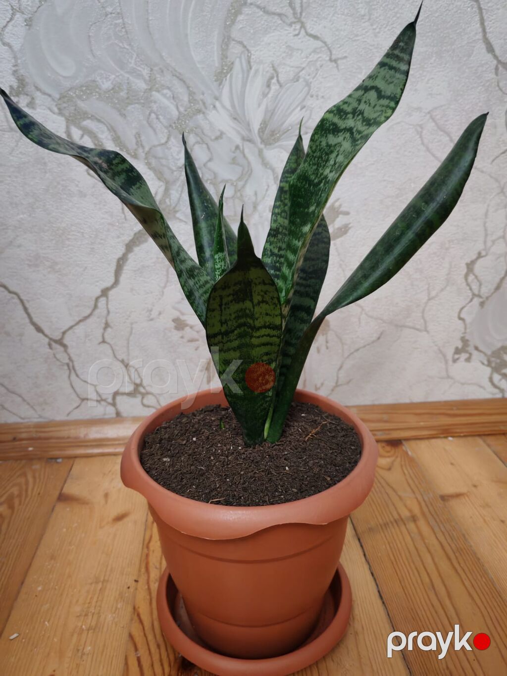 Sansevieria (Qaynanadili) – otaq bitkisi, saxlamağı asan - Növ — Qapı bitkələri, Bakı (2)
