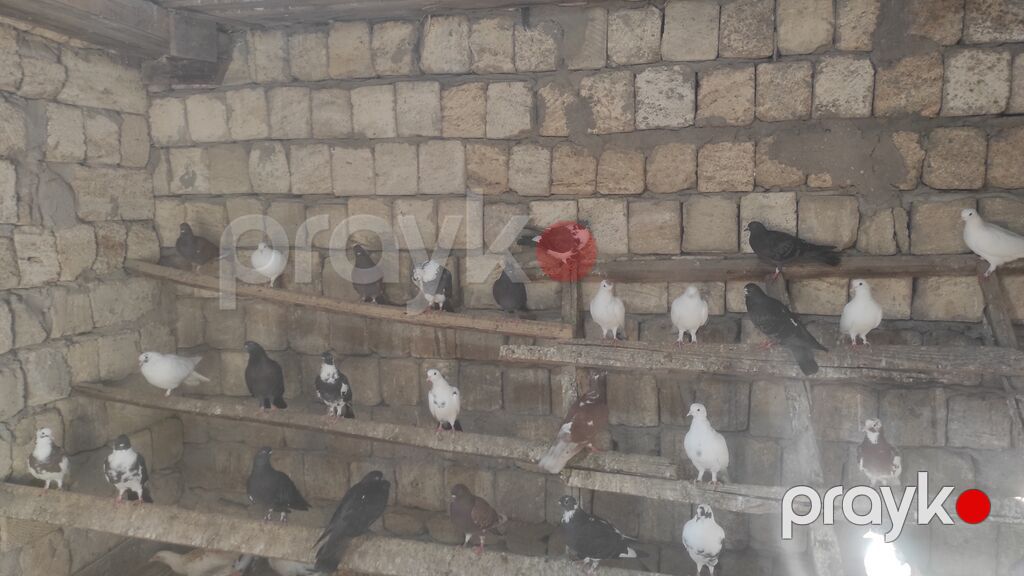 Göyərçinlər satılır .tərgidirəm deyə hamısın satıram 65 quşdu Qiymət — Göyərçin, Masazır (2)
