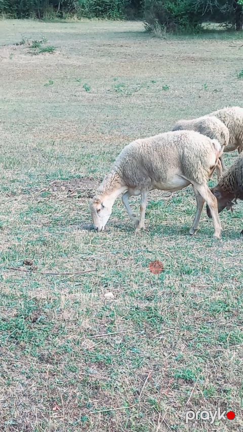 Dişi, il: 3, Damazlıq, Ünvandan götürmə — İsmayıllı