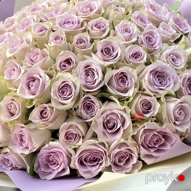 101 Qızılgül - Morning Dew - code:5007 — Bitkilər, Bakı (3)
