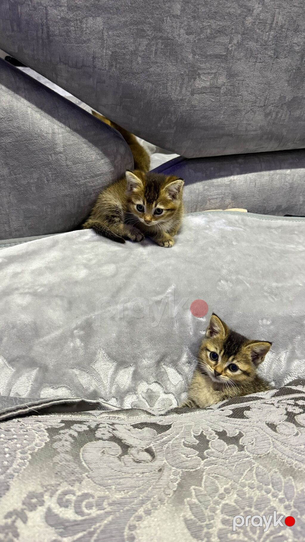 Tabbi — Pişiklər, Bakı (7)