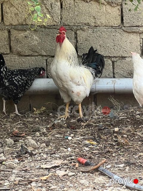 Kənd xoruzu — Bakı