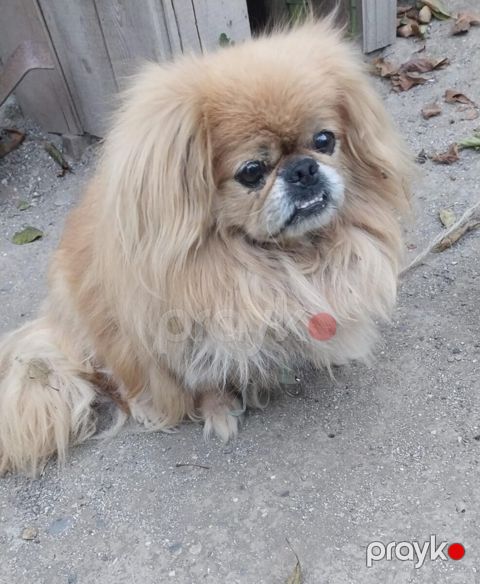 Pekines — Xaçmaz