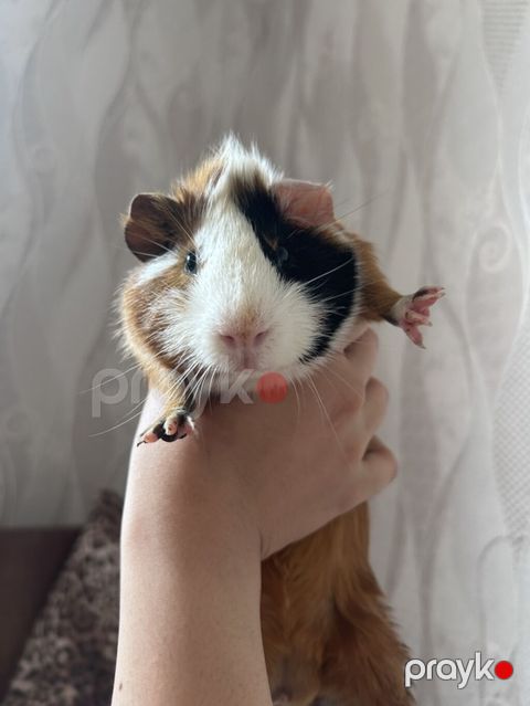 Ginepig +yuvasş + su qabısı ile birlikde sadece 60 manat Məhsul — Bakı