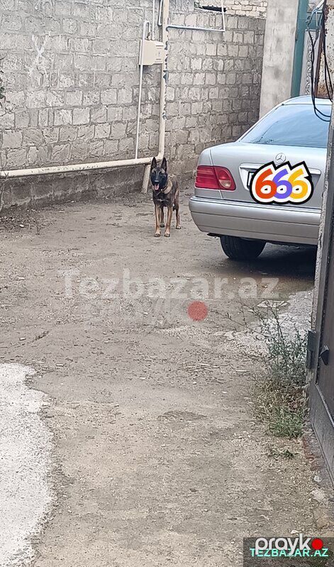 Belçika malinois afçarkası satıram 8 aylıqdır dişidir — Bakı