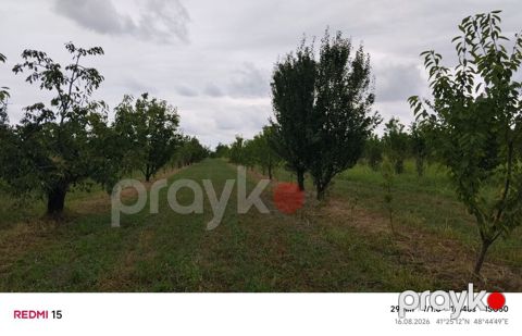 Kənd təsərrüfatı, Kommunal xətlər qoşulmayıb — Xaçmaz