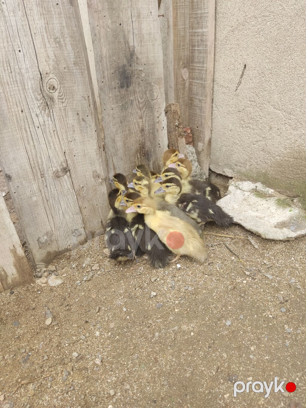 12 günlük ördək balaları 11 ədəd var — Digərləri, Saray (2)