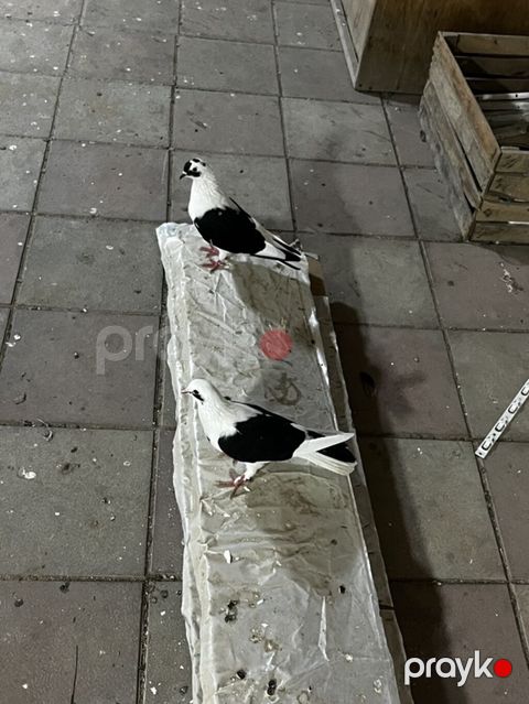 Bir cüt təmiz qara çəp bakı quşları istəyən vpa yazsın — Digah