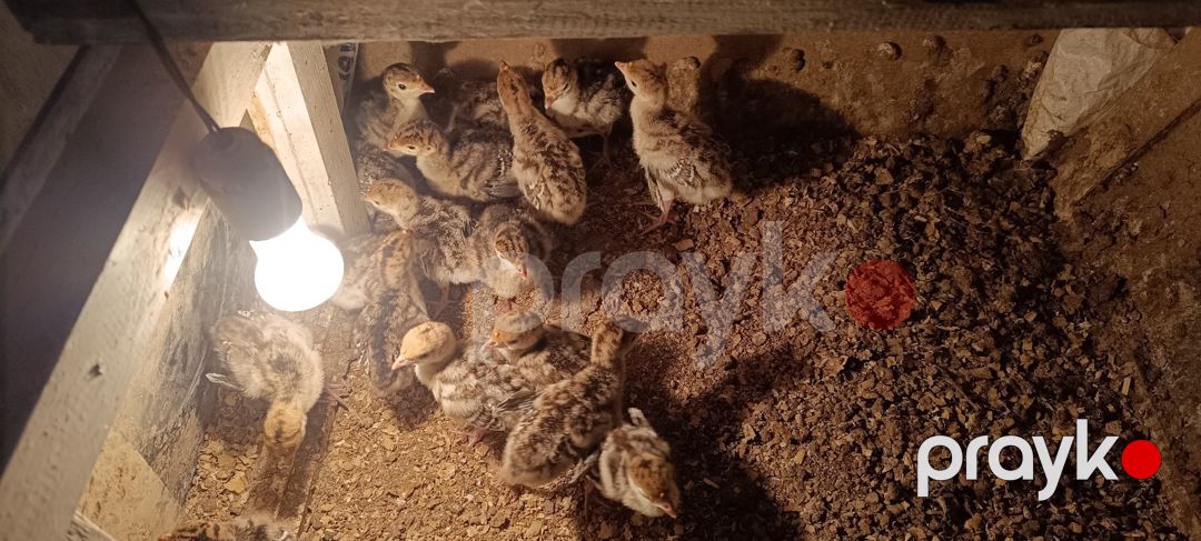 Hinduşka balaları — Quşlar, Bakı (2)