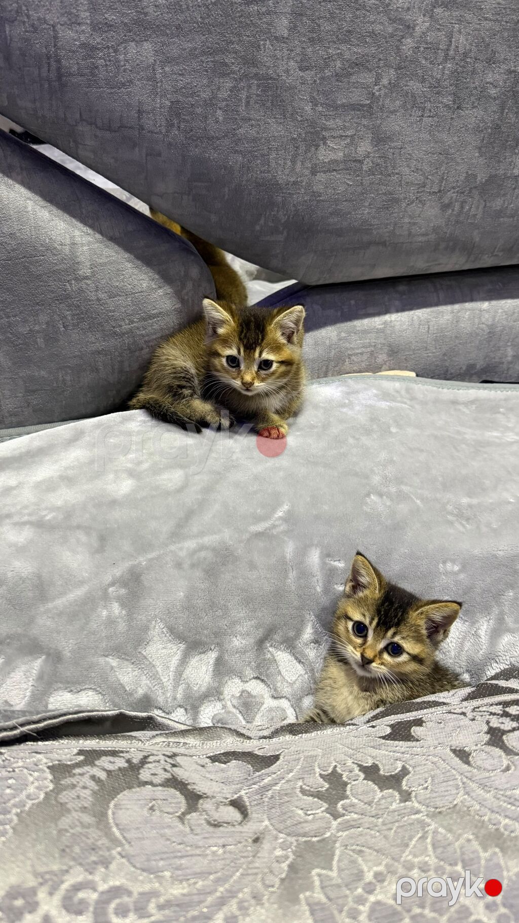 Tabbi — Pişiklər, Bakı (2)