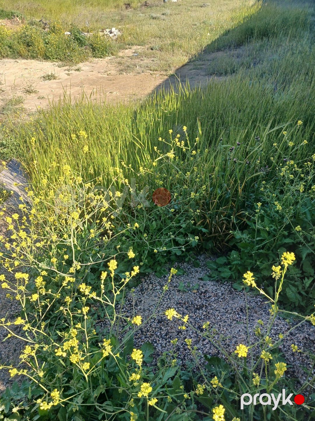 Satılır torpaq 65 sot — Torpaq, Bakı (10)