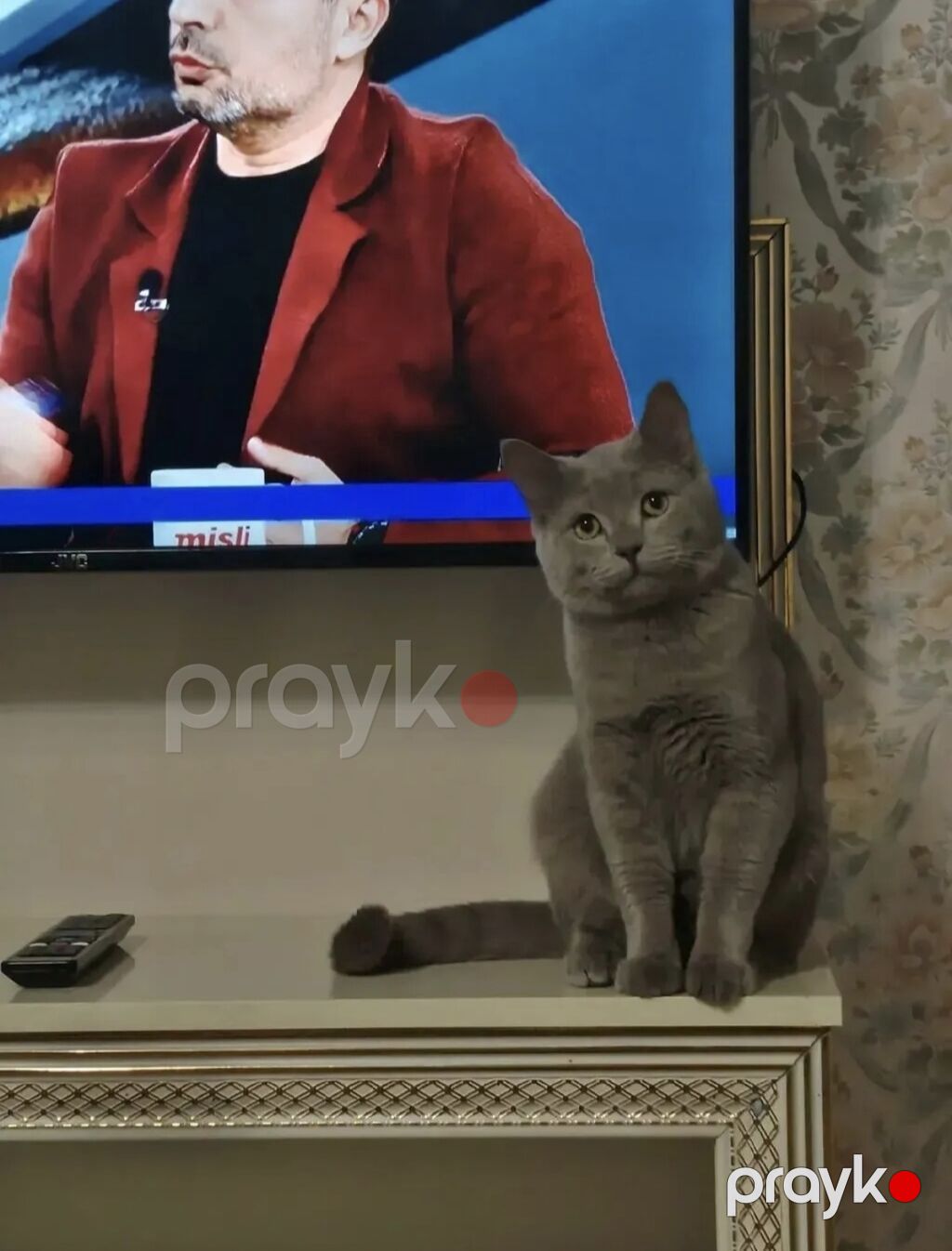 Britan, Erkək, Yaxşı əllərə — Pişiklər, Gəncə (5)