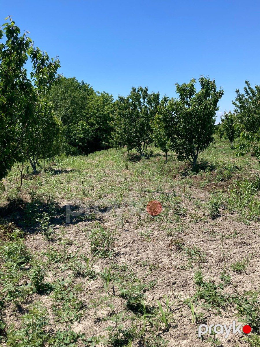 Satılır torpaq 108 sot — Torpaq, Xaçmaz (7)