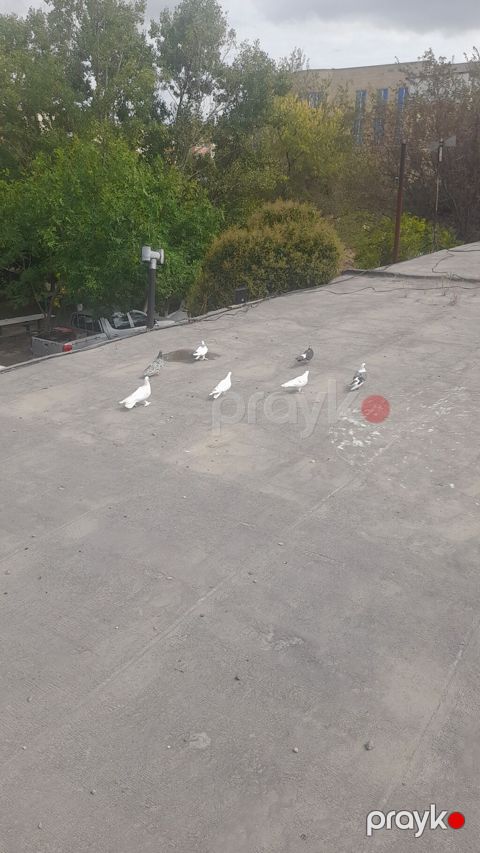 Tutulma quslardi ciddi insanlar narahat etsin.tek tek — Bakı