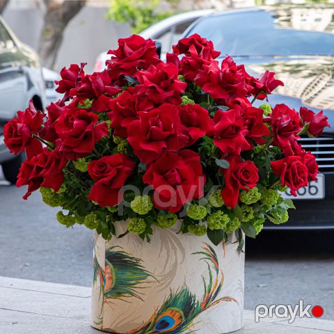 Holland Qızılgülləri - code:5069