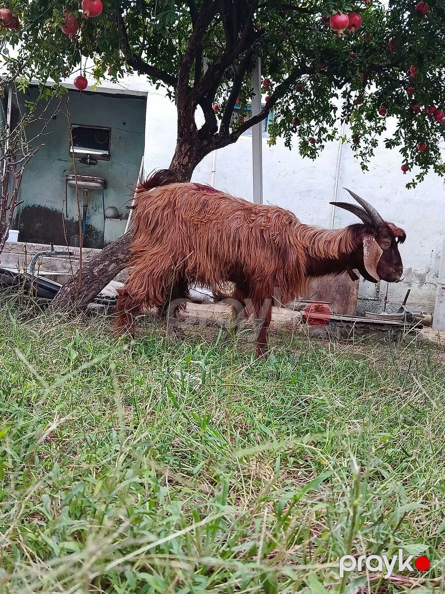 Erkək çəpiş — Kənd təsərrüfatı heyvanları, Bakı (3)