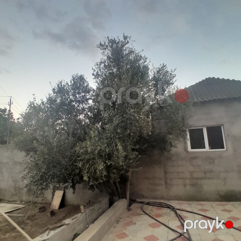Salam zeytun ağac satılır — Stanoklar, Digah (2)