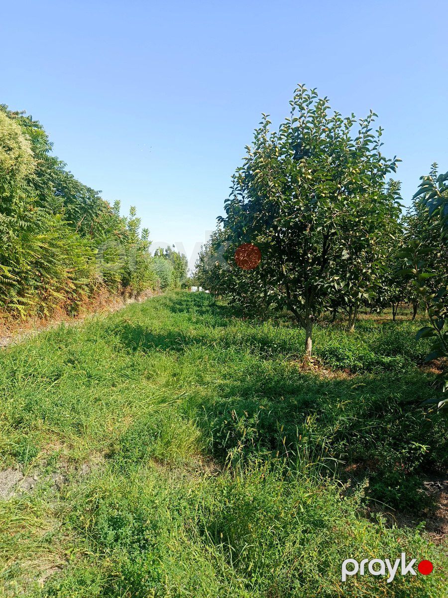 Satılır torpaq 181 sot — Torpaq, Göyçay (12)