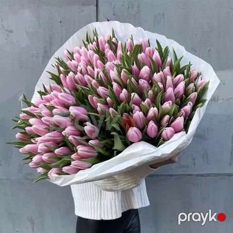 151 Çəhrayı Tülpan - code:2044