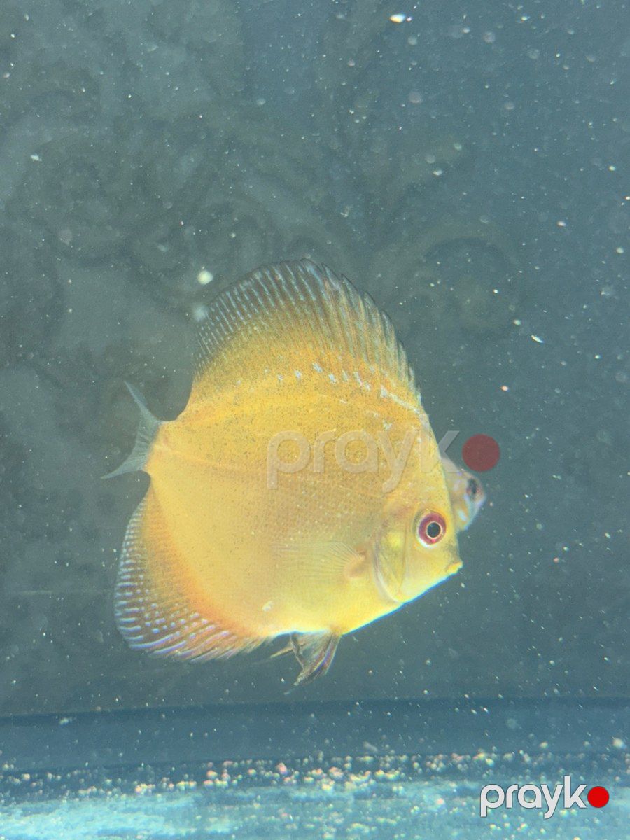 Discus balığı — Akvariumlar və balıqlar, Bakı (3)