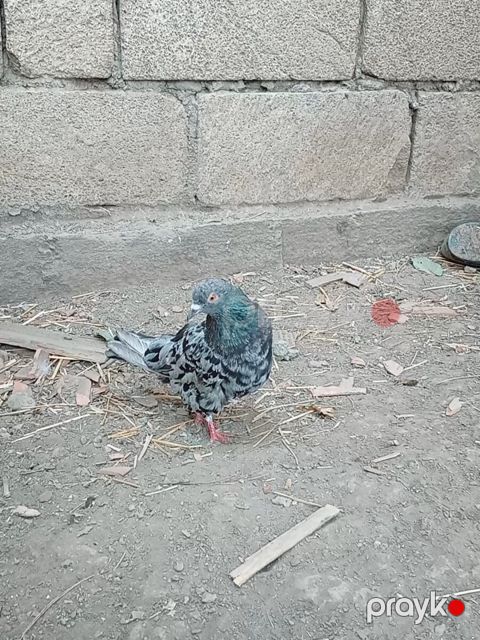 Əbrəş göyərçini — Cəlilabad